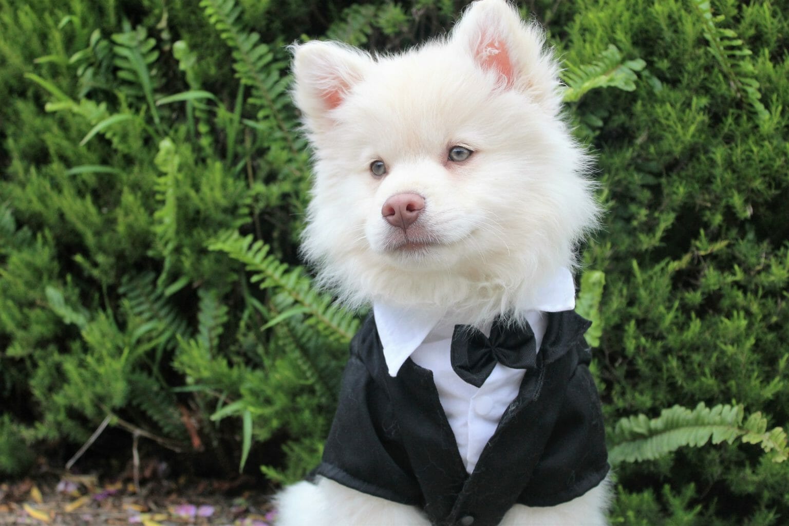 Heiraten mit Hund Tiere sind auf der Hochzeit willkommen